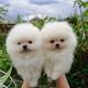 Se venden hermosos cachorros de Pomerania